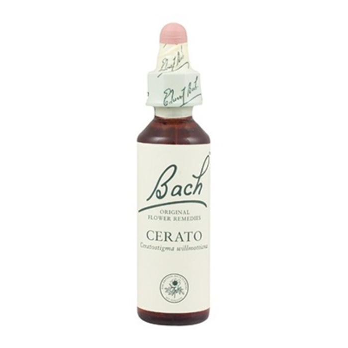 Photo de Cerato n°5 Bach original Cerato n°5 Bach original-8169