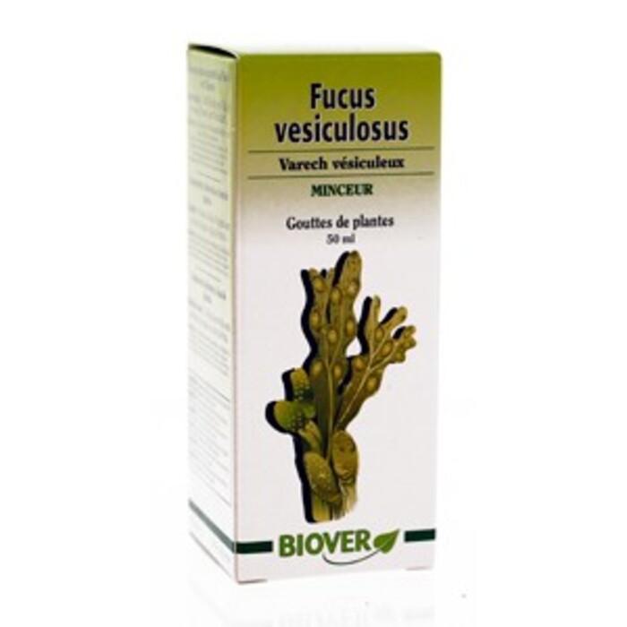Fucus vesiculosus (varech vésuculeuxp) Biover-8975
